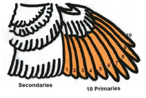 ten-primary-chicken-wing- illustration