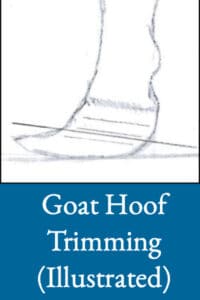 Goat Hoof Trimming (Illustrated)