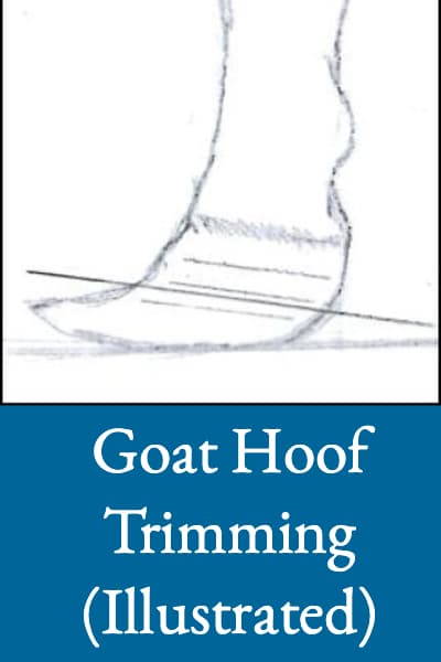 goat-hoof-trimming-illustrated