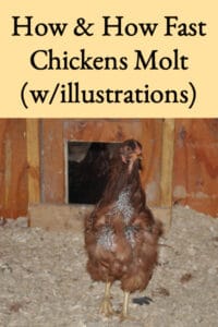 how-&-how-fast-chickens-molt-with-illustrations