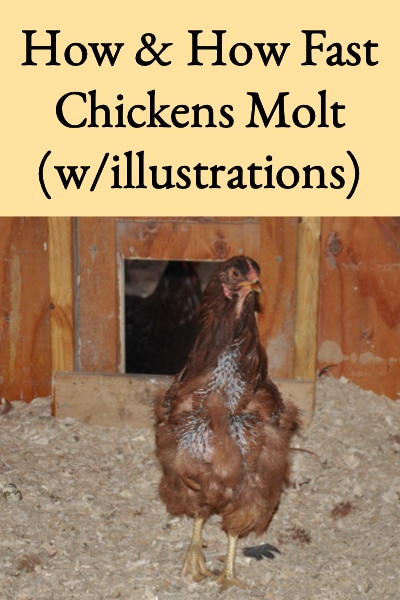 how-&-how-fast-chickens-molt-with-illustrations