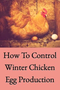 Control Chicken Winter Egg Production
