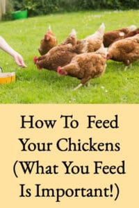 How To Feed Your Chickens (What You Feed Is Important)