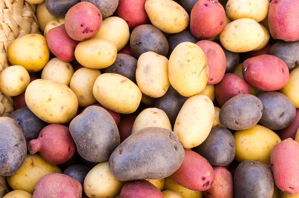 Colorful Potato Varieties