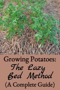 Growing Lazy Bed Potatoes (A Complete Guide)