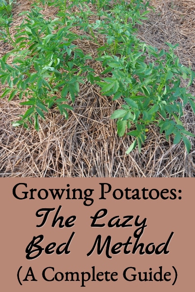 growing lazy bed potatoes