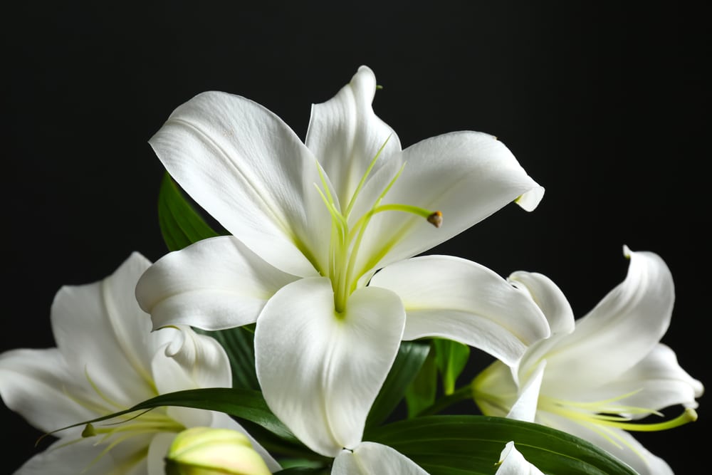 Don't Throw Out Your Easter Lilies - Keep Easter Lilies After Easter