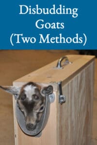 Disbudding Goats (Two Methods)