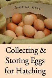 Collecting & Storing Chicken Eggs for Hatching