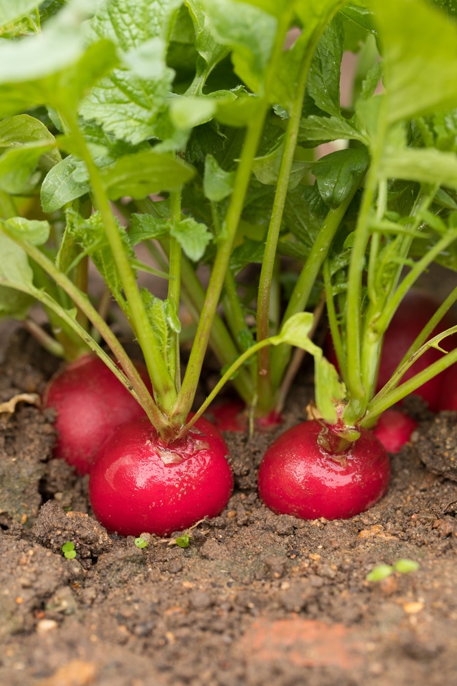 mature radishes - Ok for chickens