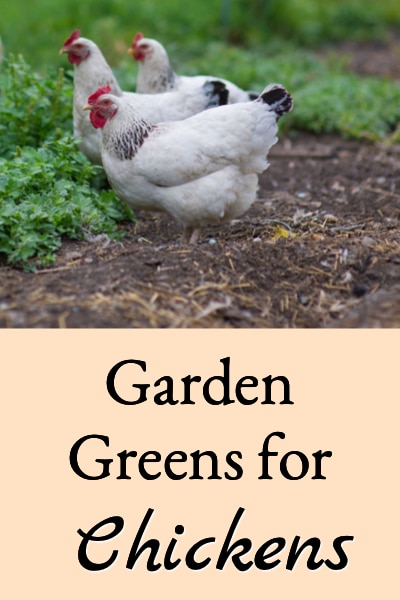 garden greens for chickens