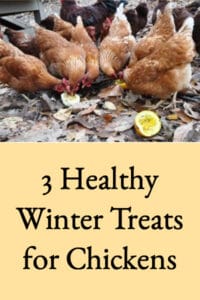 3 Healthy Winter Treats for Chickens