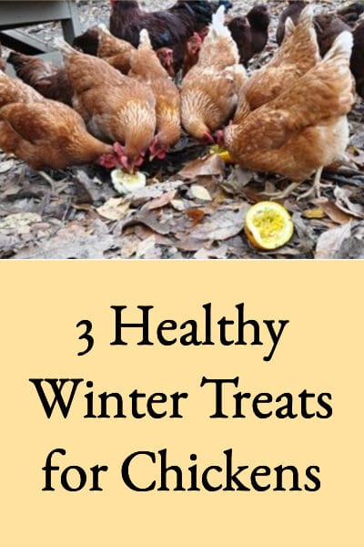 healthy winter treats for chickens