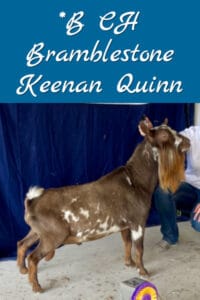 *B CH Bramblestone Keenan Quinn