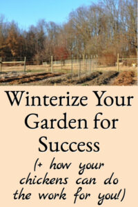 Winterizing The Vegetable Garden (+ let chickens do the work!)