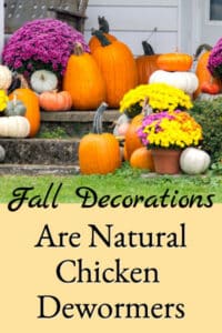 Fall Decorations Are Natural Chicken Dewormers