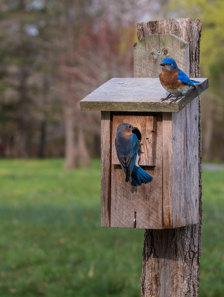 Bluebird Nesting Box with Bluebirds