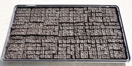 Filled Tray of 3/4" Soil Blocks (420 Soil Blocks)