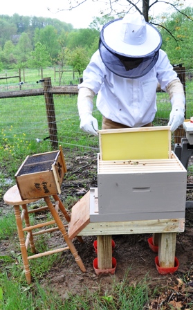 Adding Frames Back Into The Hive Box