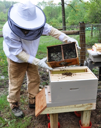 Adding Honey Bees To The HIve