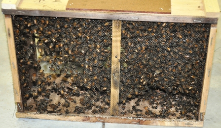 Honey Bee Package