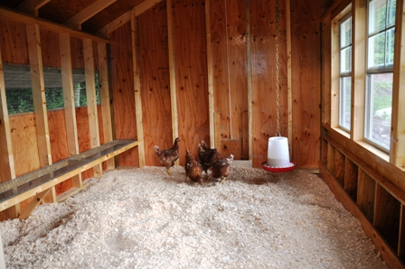 Chicks Are In The Coop