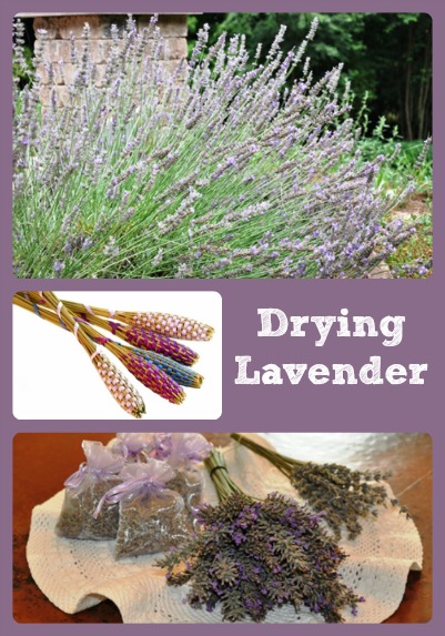 How To Dry Lavender via Better Hens and Gardens