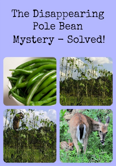 Pole Bean Mystery via Better Hens and Gardens