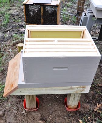 The Queen Cage Placed In The Hive