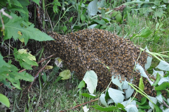 Bee Swarm Closeup