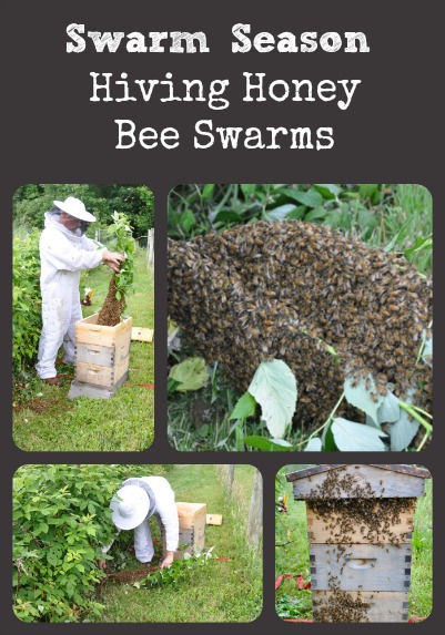 Swarm Season via Better Hens and Gardens