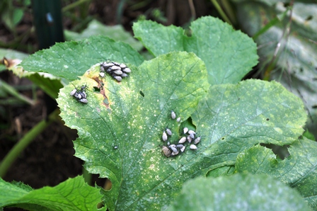 Zucchini Leaf Infested With Adult Squash Bugs